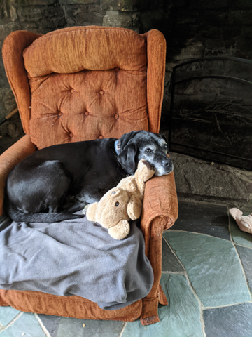 dog curled up in comfy chair with stuffed toy bear