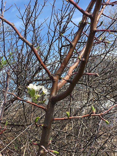 SIngle lare white spring blossom on bare tree