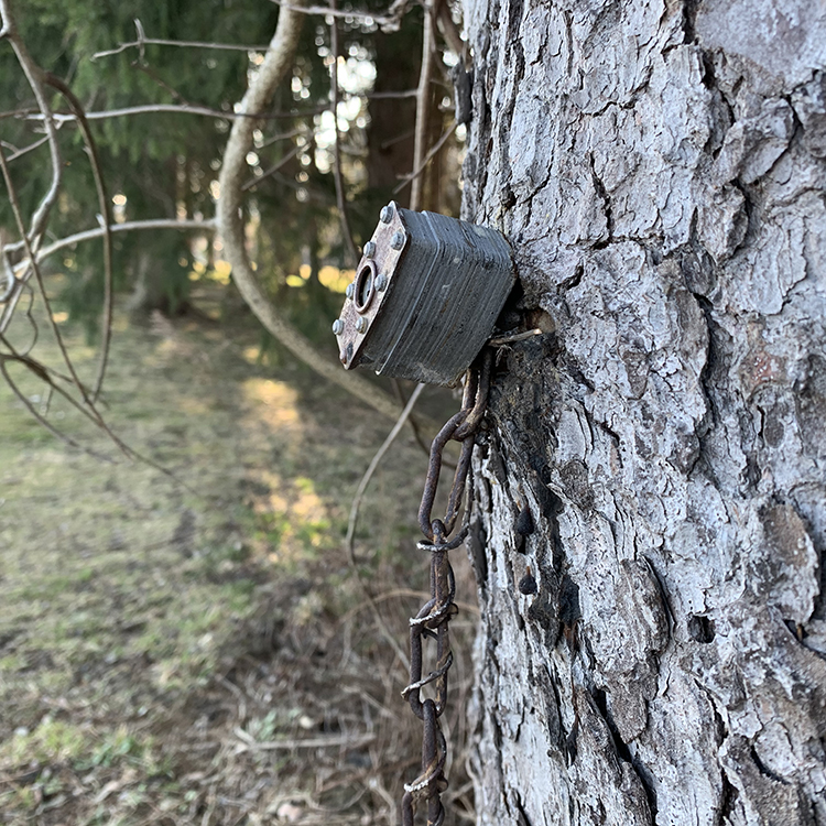 old tree has grown over a padlock