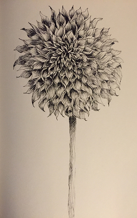 black and white pen sketch of single blossom