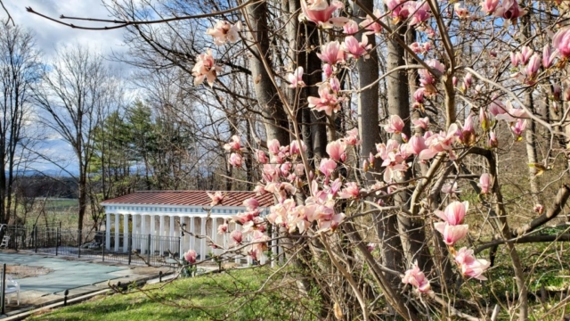 Pink magnolia blossoms foreground with backyard