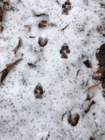 deer footprints in snow