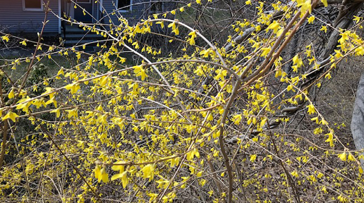 spring yellow forsythis bush