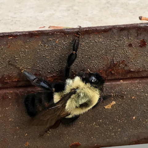 Bumble bee at rest Yellow and black