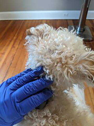 blue gloved hand gently touching a little fluffy white dog