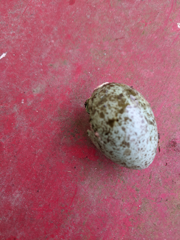 speckled birds egg on weathered red wood