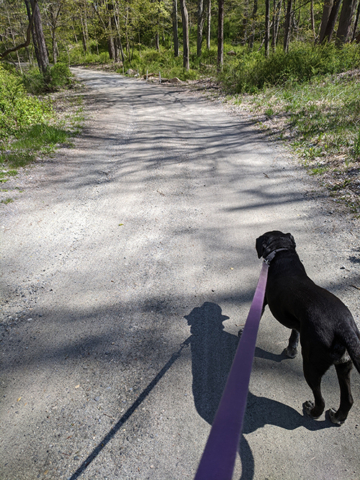 walking large black dog on wooded road
