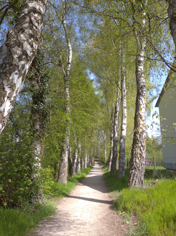 dirt path through lined with green leafed birch trees, Austria