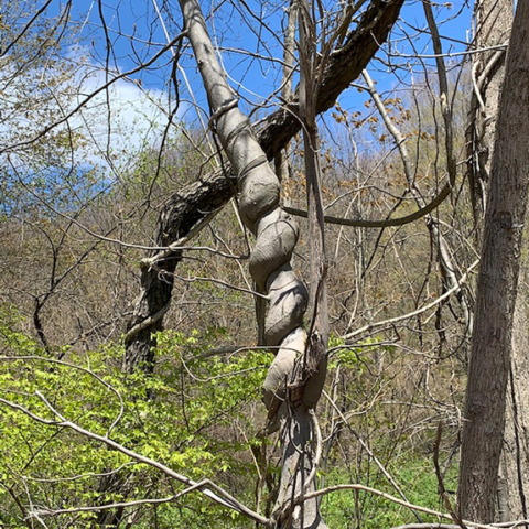 vine twisted spiral tree