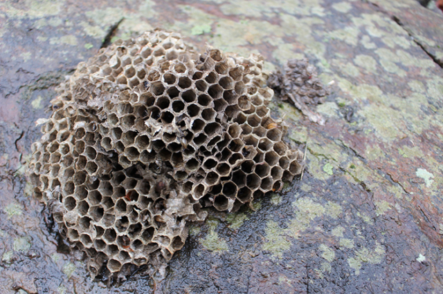 Honeycomb on grey green rock