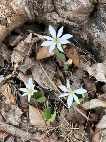 white spring wildflower in tree roots covered with fall leaves