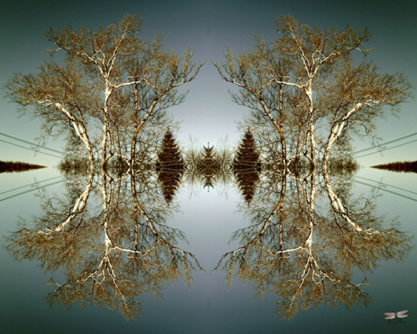 double reflection of spring trees