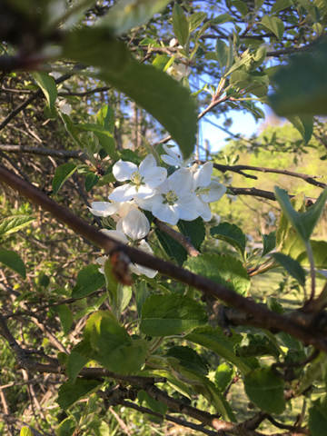 white blossoms on green spring tree foliage