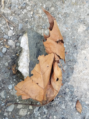 found leaf and black and white stone