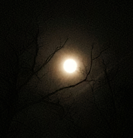Full moon surrounded by haze and framed by branches