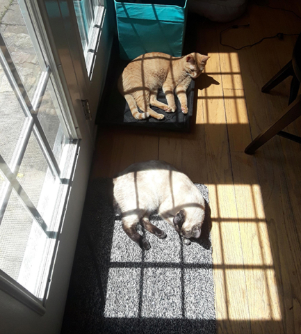 Two curled up cats lying in sunshine
