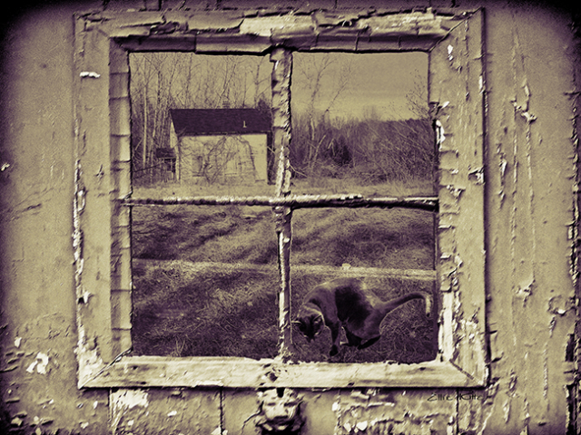 weather beaten window with cat and old building in view