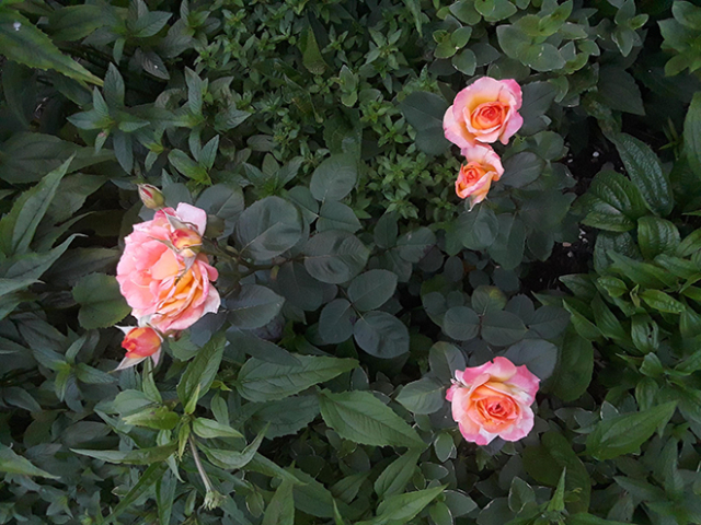 four pink roses in bloom against dark green foliage