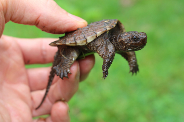 Hatchling turtle being gently held with finger tips against green foliage