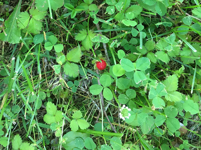 tiny bright red berry in clover and grasses