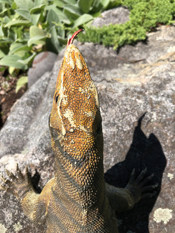 Lizard with golden head flicking red tongue