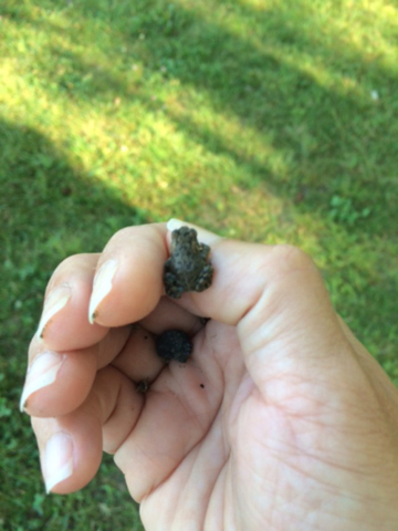 tiny frog the size of a thumbnail in persons hand