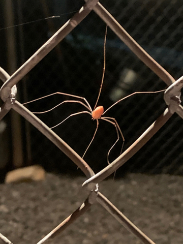 spider framed by chain link fence square