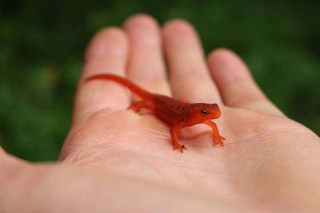red eft held in outstretched hand