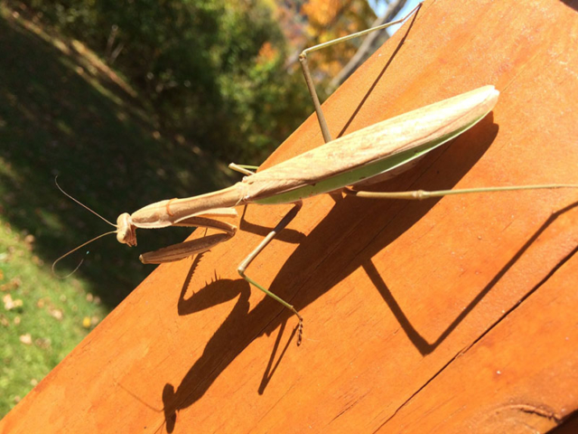 very large preying mantis in sunlight
