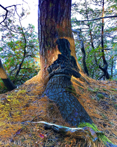 Shadow on tree trunk combines with large root to resemble person
