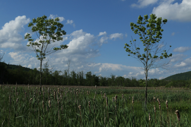Two blooming trees against phragmites and blue sky with white clouds