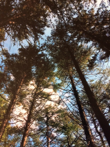 Looking up at blue sky through tall trees