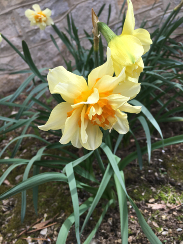 Bright yellow daffodil with spring green leaves