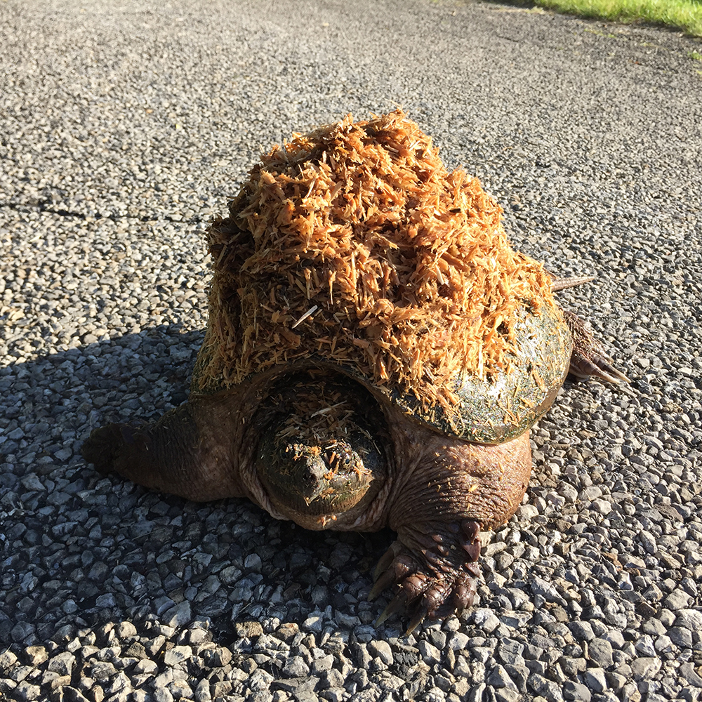 turtle with huge mound of mulch on shell
