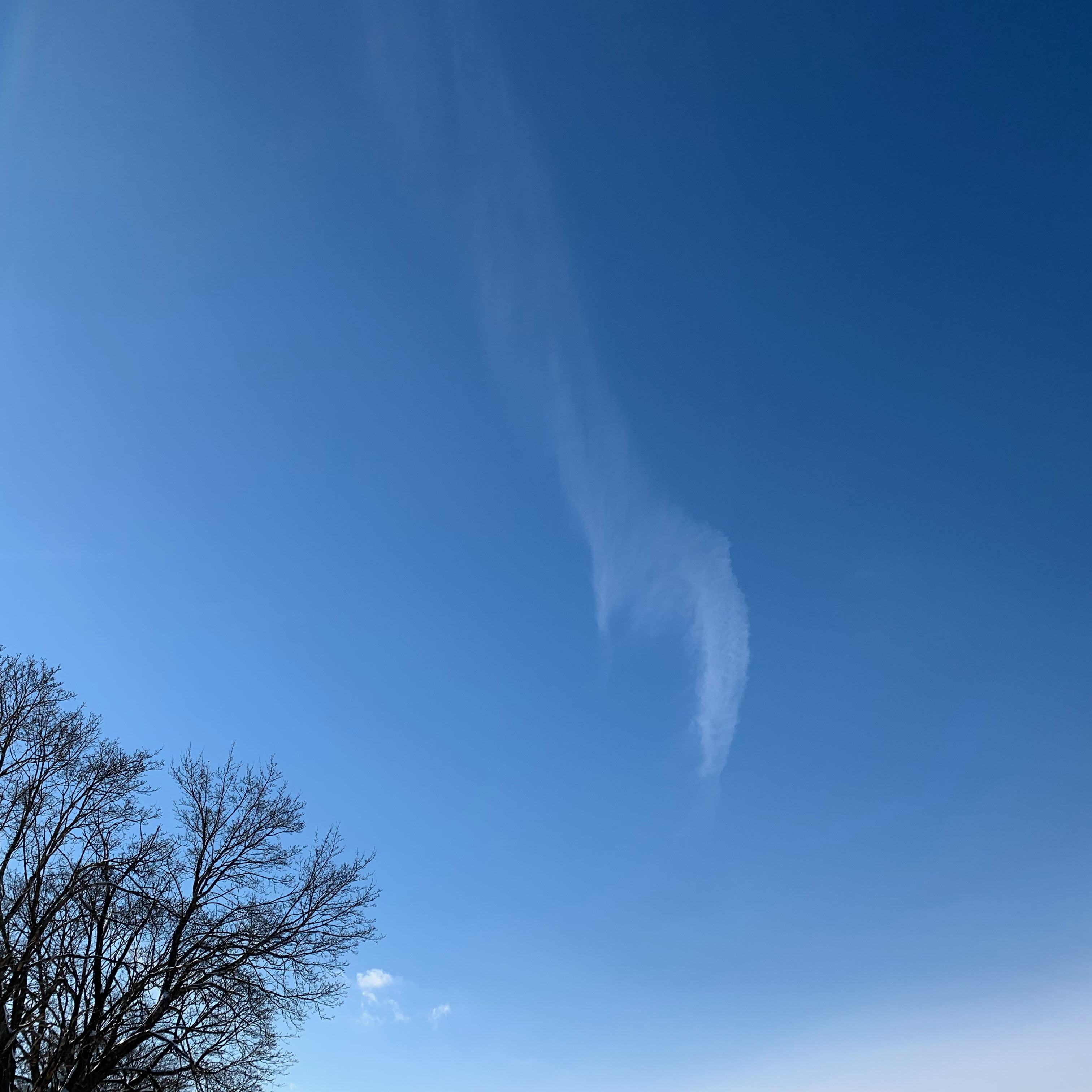 blue sky whisp of cloud bare tree top