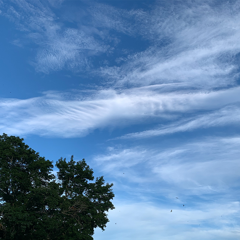 blue sky striated clouds leafy green tree top flock of birds