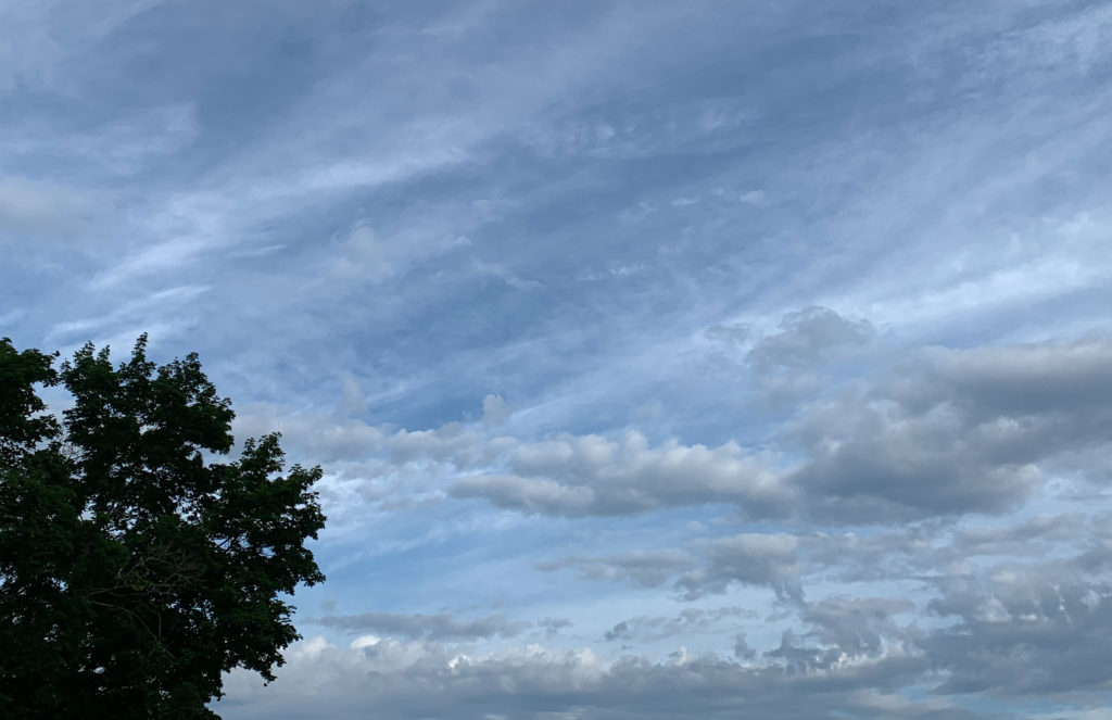 July sky crowded with clouds blue background tree top in summer bloom