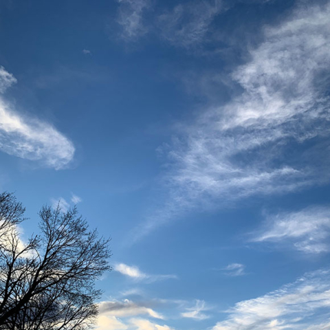 January blue sky drifting white clouds bare treetop