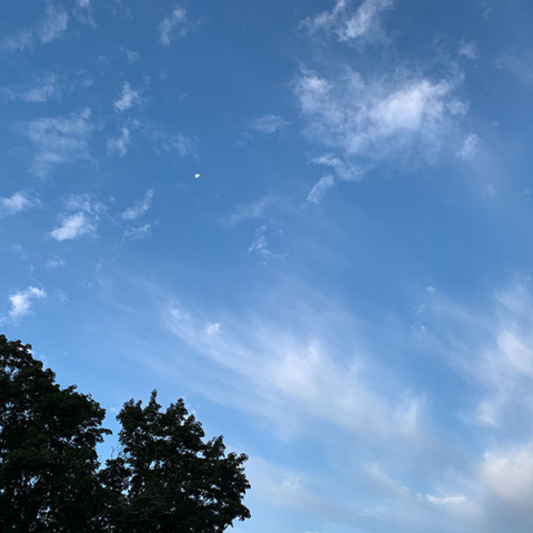 drifting white clouds, tiny moon, blue sky fully leafed treetop