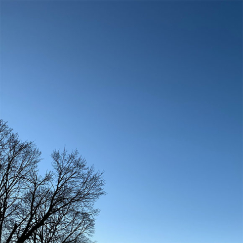bare treetop with lighter halo of blue around it and deeper blue sky