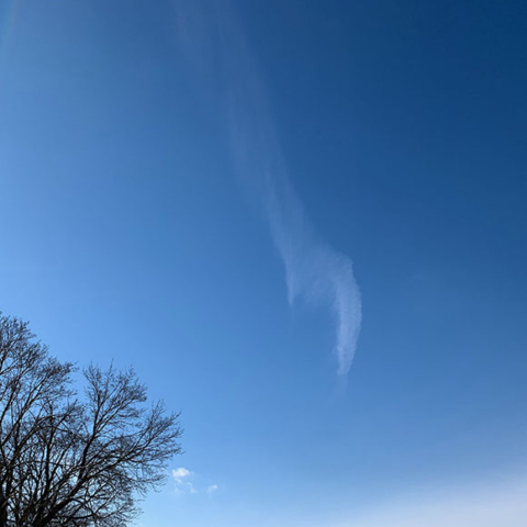 february bare treetop faint white cloud in blue sky