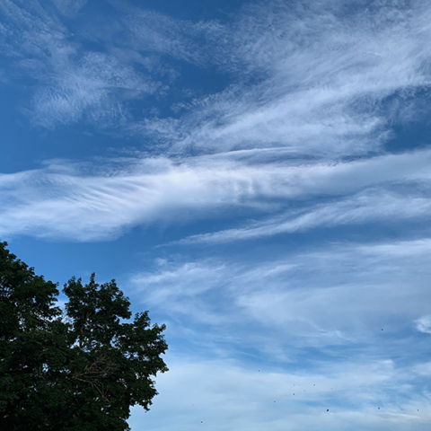 striated clouds stretch across blue sky treetop in full leaf