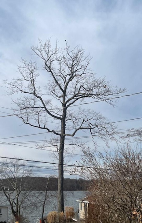 Tall oak tree with angular limbs  dominates the scene