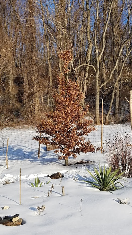Small copper beech set in snowy cactus garden