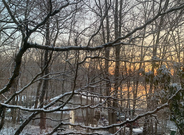 first snow lines tree limbs dawn glow in background