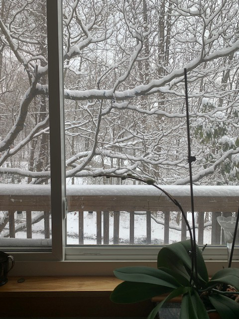 Snow covered limbs seen through window