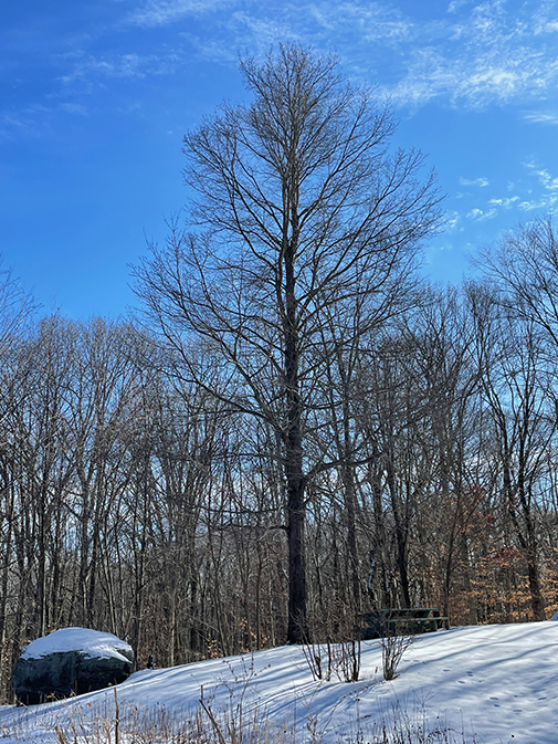 tall maple tree reaching above other treetops blue sky snow on ground