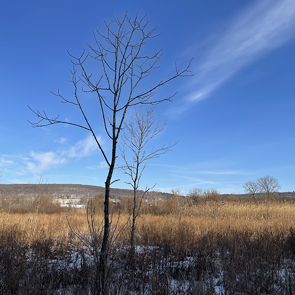 mid size twin trees raising above the cattails