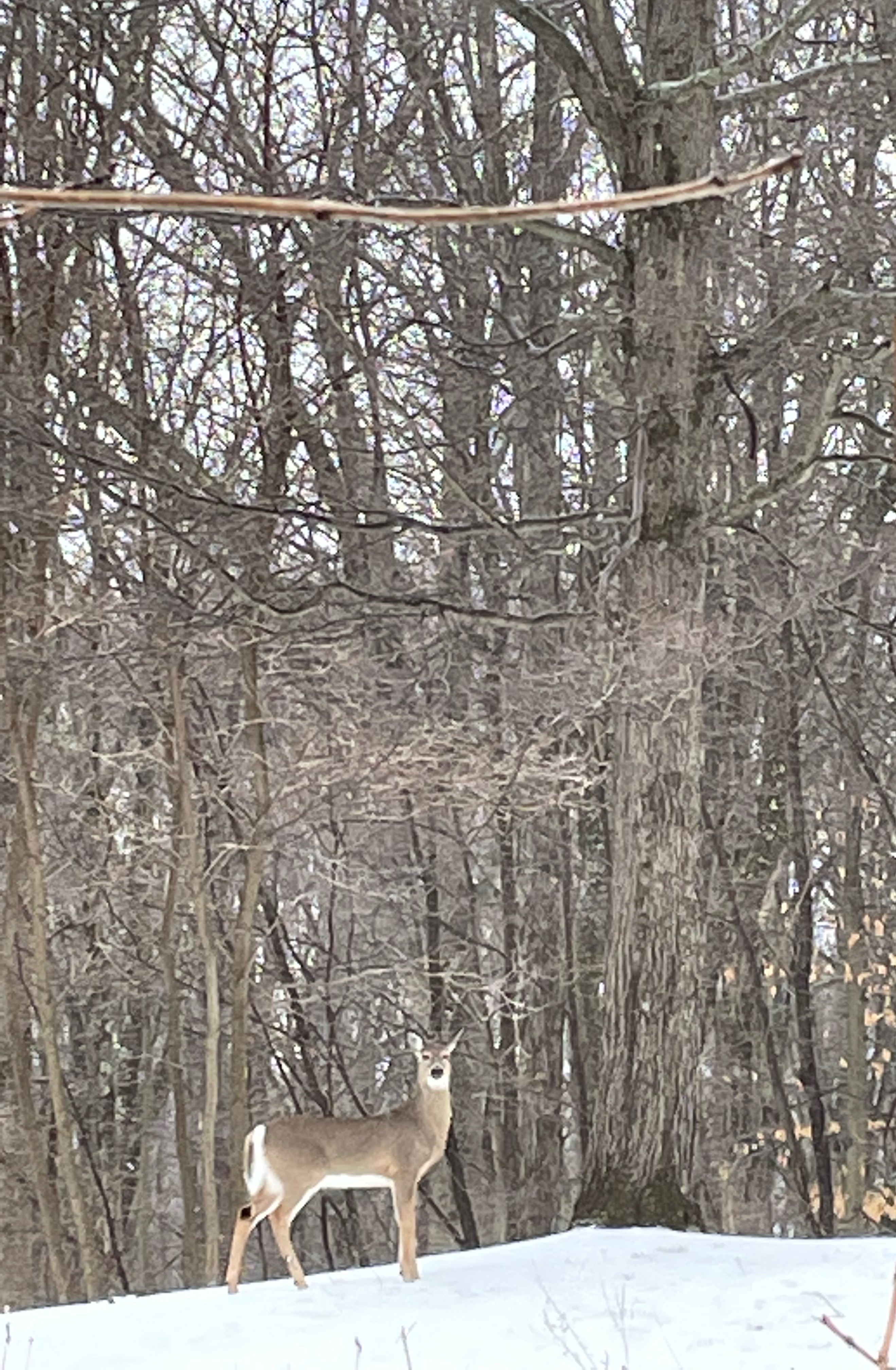 deer at edge of forest