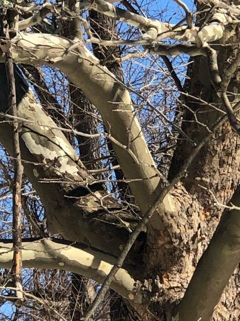 close up of tree trunk and limbs